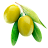 Масло оливы