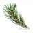 Anti-Sebum P